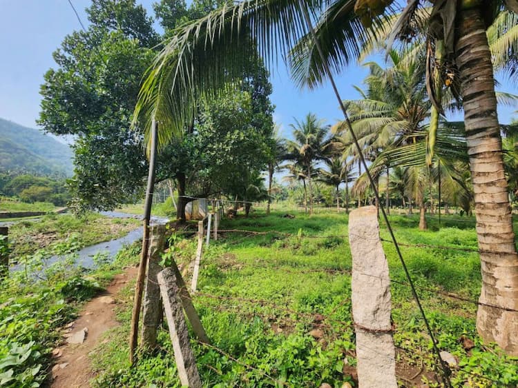 coconut farm land for sale
