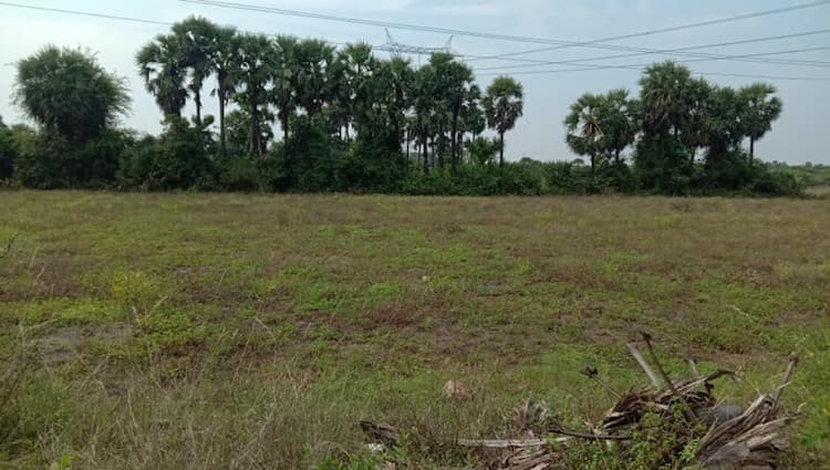 98 cent  punjai  land for sale