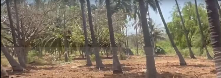 Coconut Farm for Sale