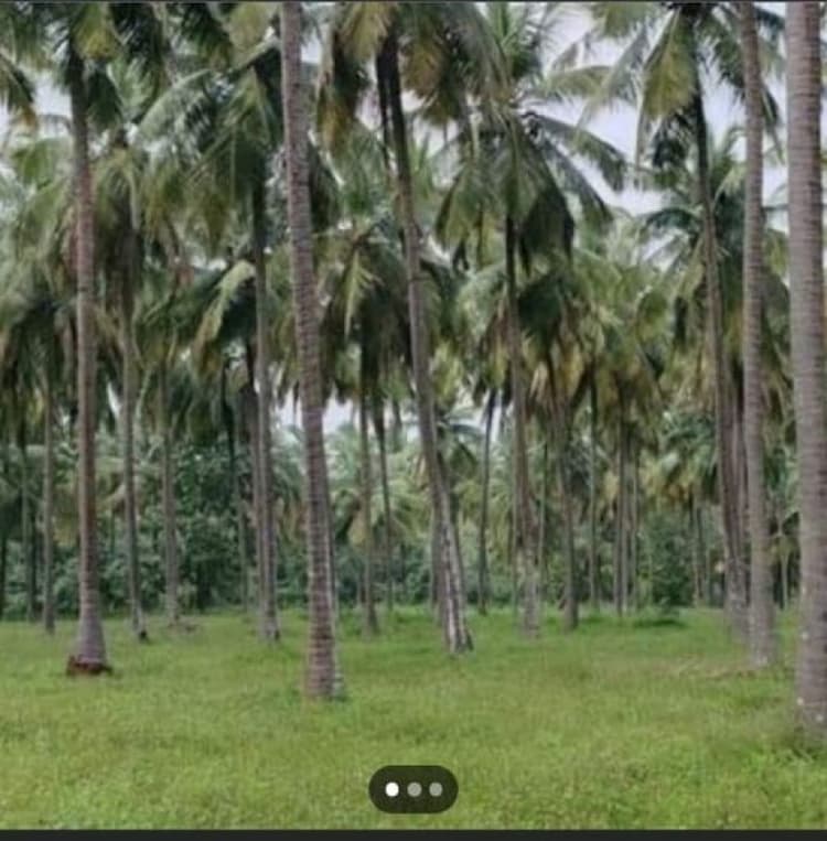 Coconut Farm For Sale