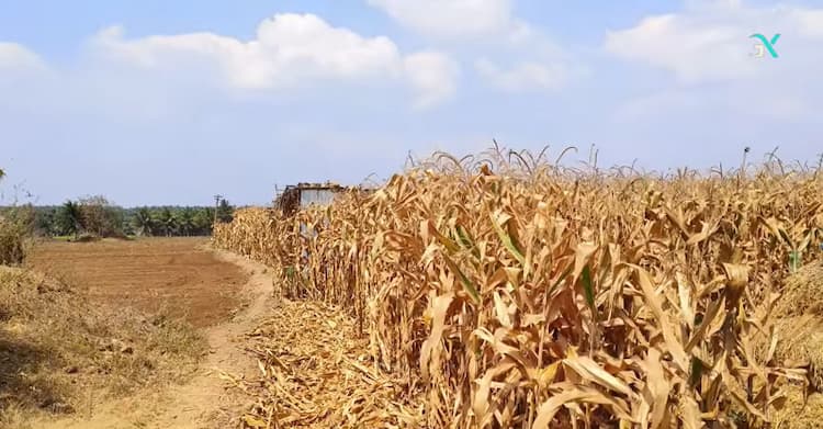 Farm Land for Sale