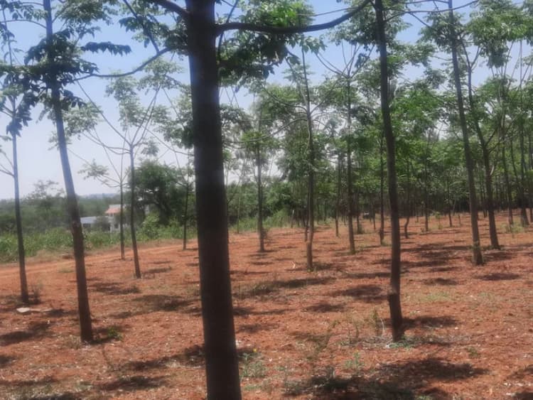 Plot for sale