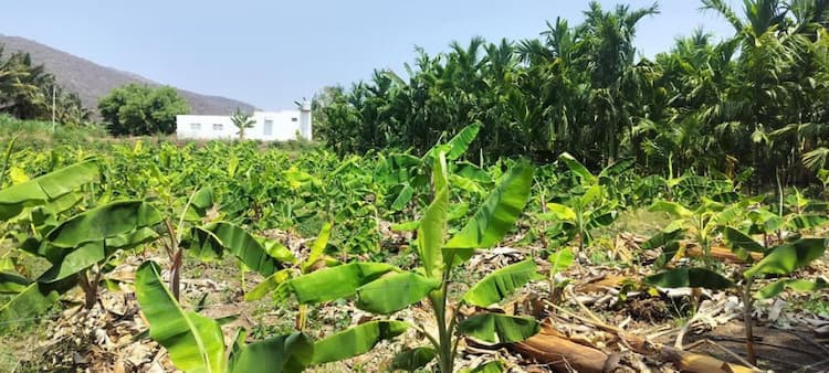 Land for sales