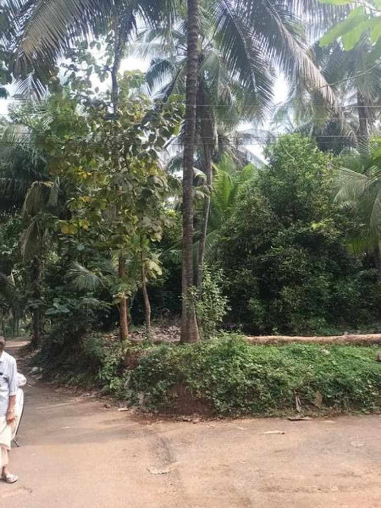 3 Acer coconut form with jathi for sale