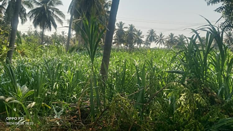 Land for sales