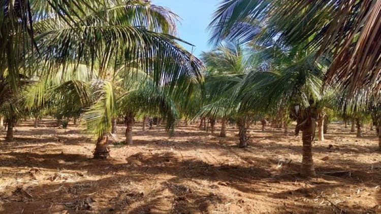 Land for Sale