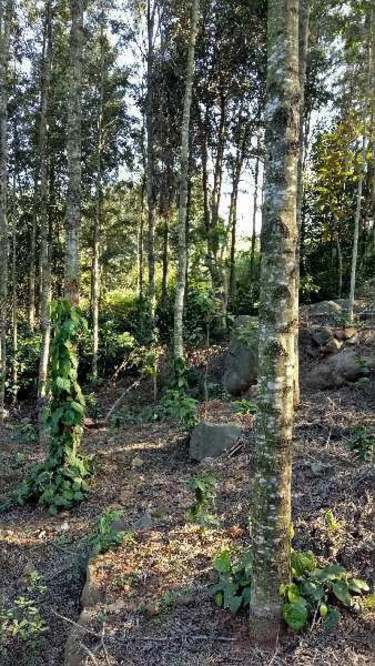Agricultural land