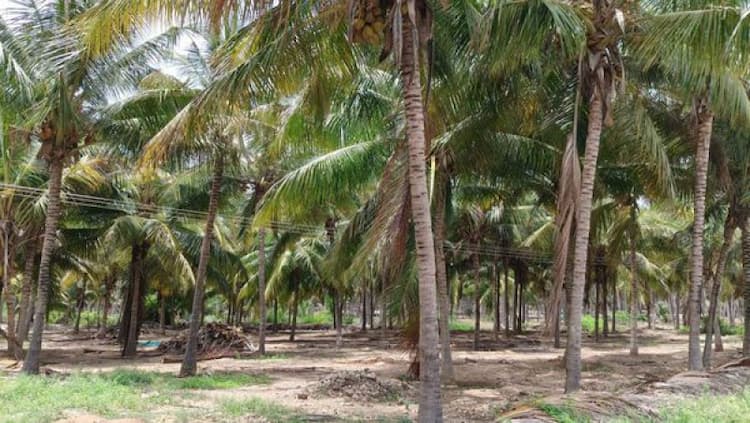Land for Sale