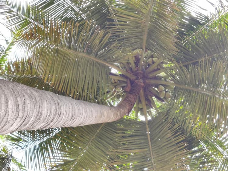 8 Acres Coconut Farm for sale 