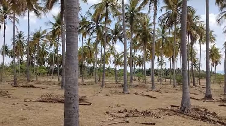 Land for Sale