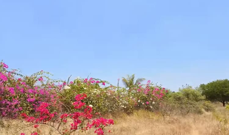106 acres agriculture land for Sale