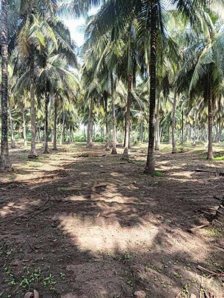 Farm Land For Sales
