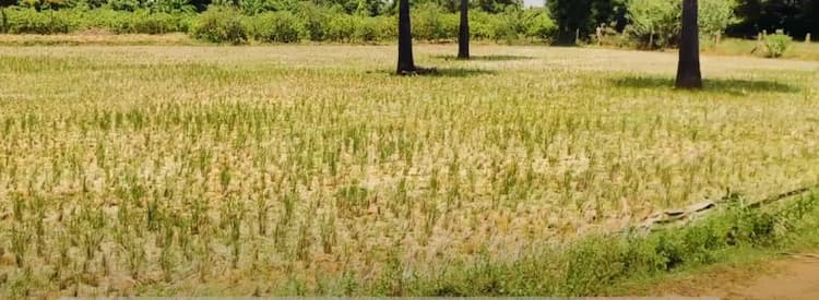 Land for sales