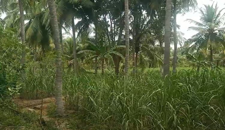 Land for sales