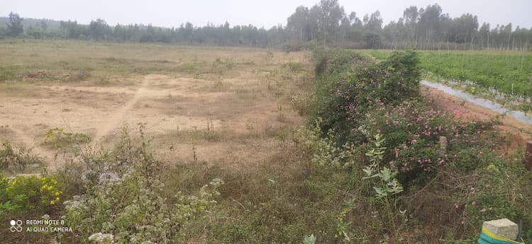 Agricultural Land