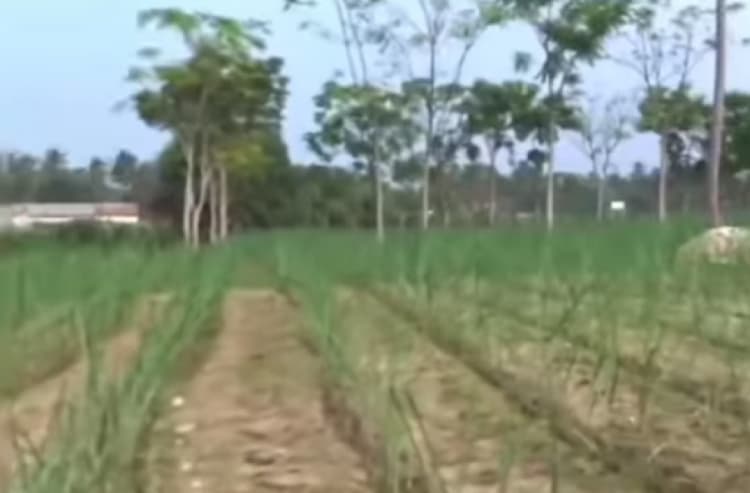   6.50  acre land for sales