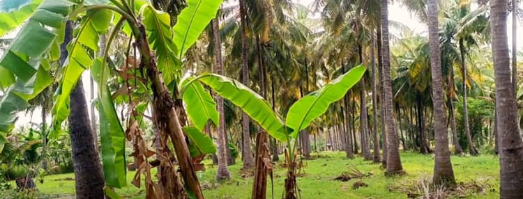 Land for sales