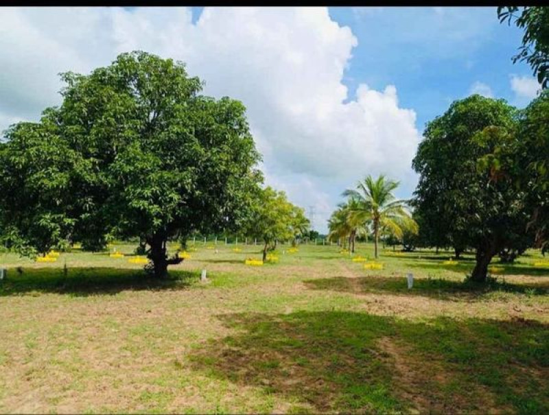 Plot sale