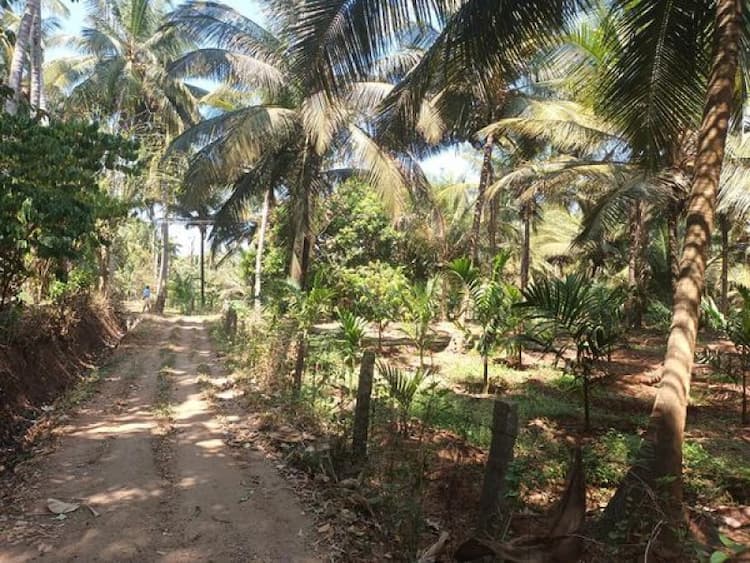 2.5 ACRE cocnut land for sale