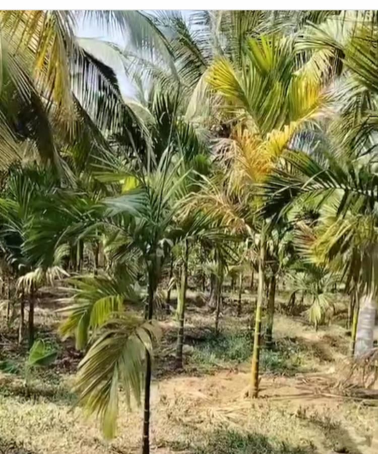 Land for sales