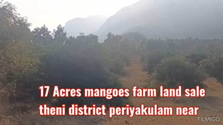 17 Acres Mango Farm Land for Sale