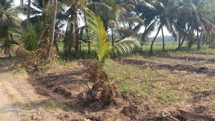 Land for sales