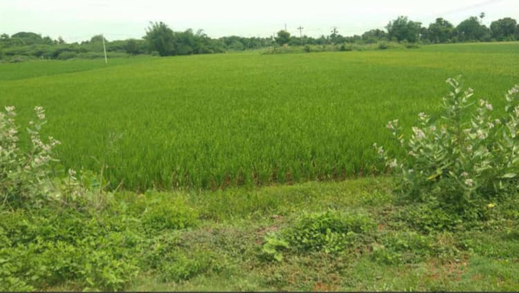 Agri Land For Sale