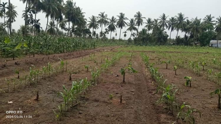 Land for sales