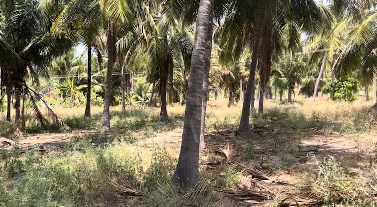 Land for Sale
