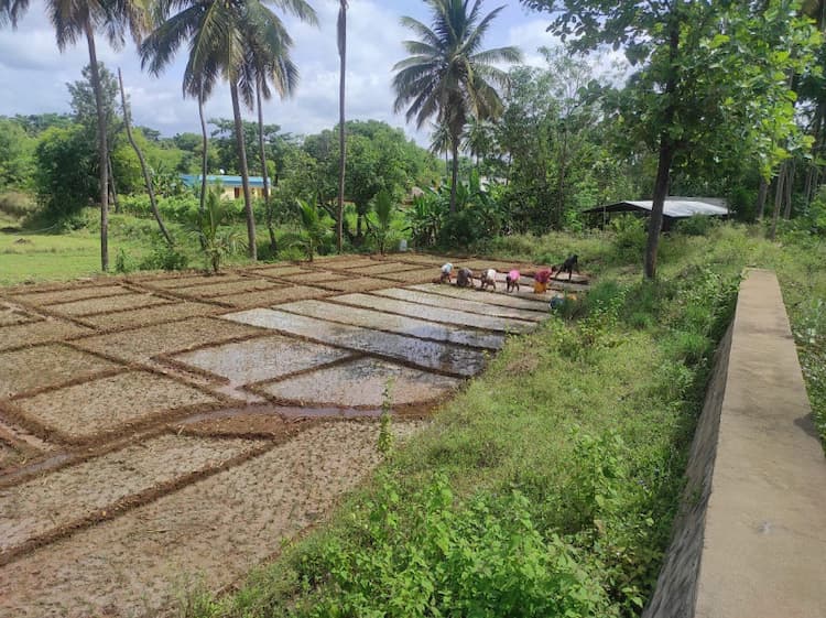 Agricultural Land