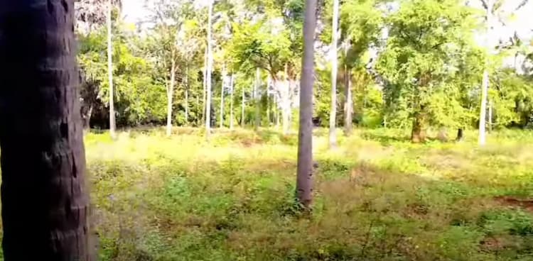 Land for sales