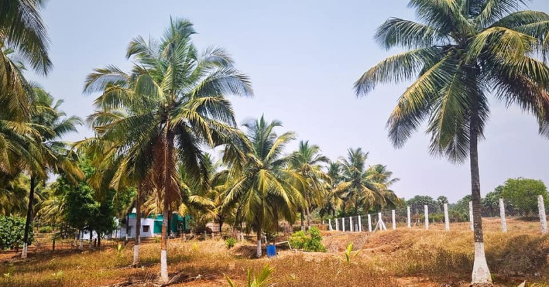  Coconut Farm for Sale in Kinathukadavu Near Coimbatore 