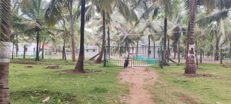 coconut farm land for sale
