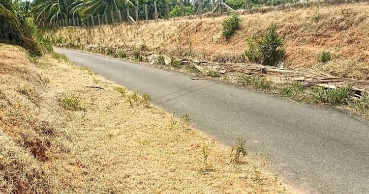 coconut farm land for sale