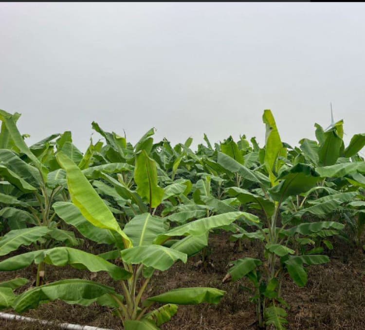 Agricultural land for sale