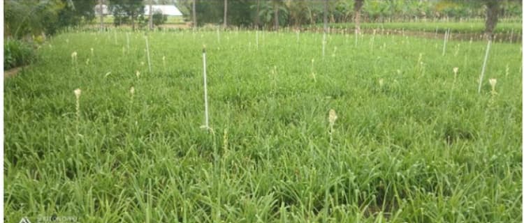 2 Acre land for sales