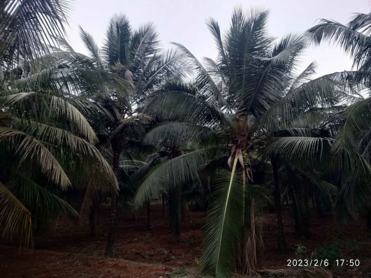 coconut fram land for sale anaimalai