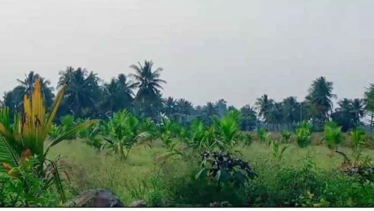 Agri Land For Sale