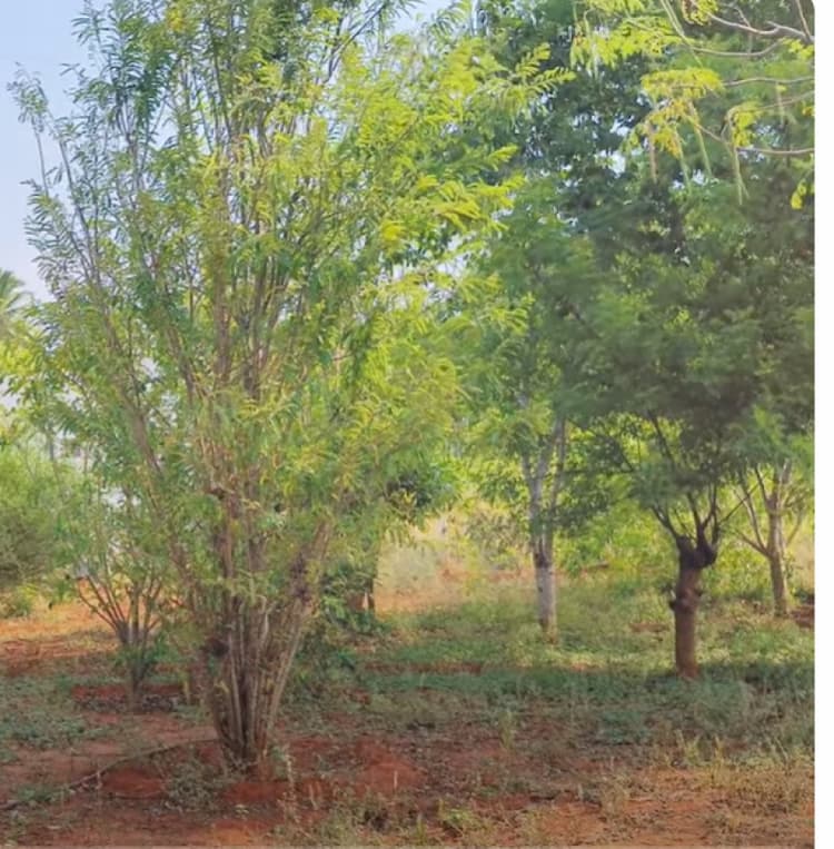 Land for sales