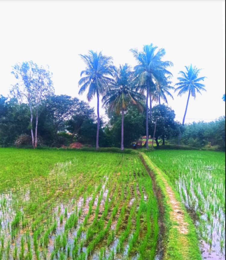 1 Acre Farm Land for Sale