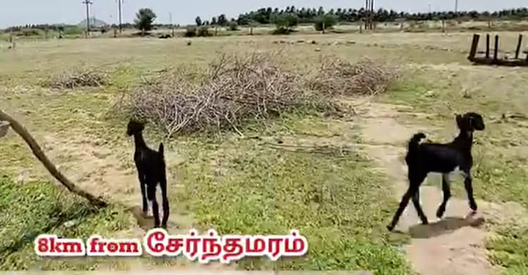 Land for sales