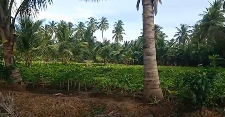 Land for sales