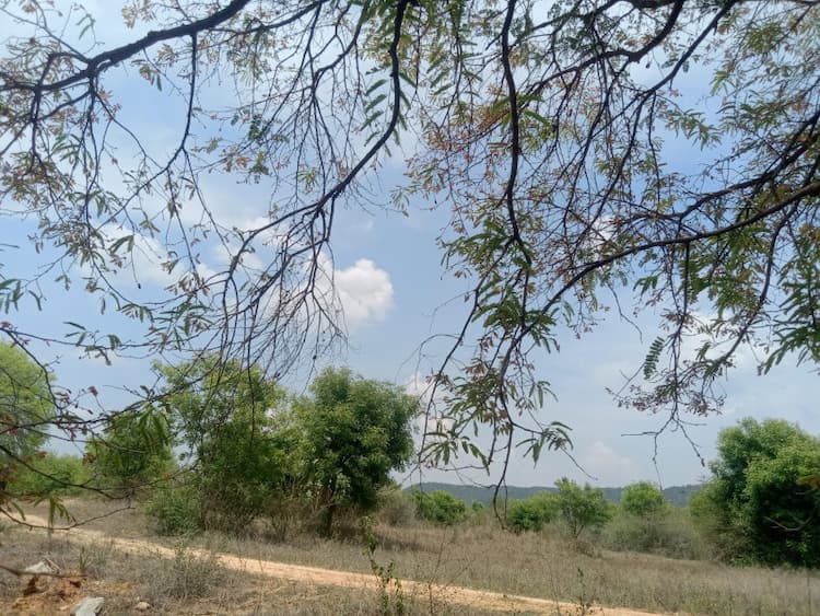 Agricultural Land