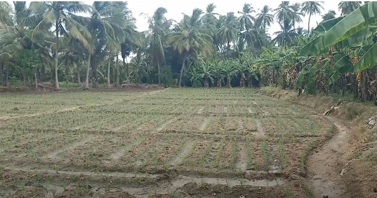 Land for sales