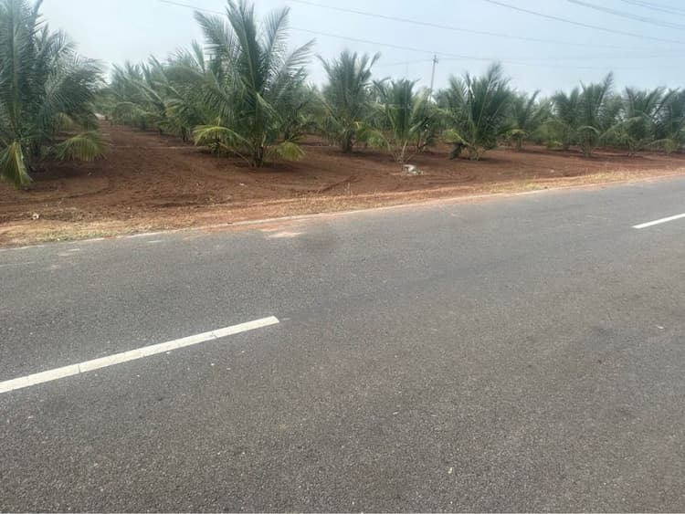 Coconut Farm For Sale