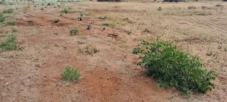 6 Acre Farm Land for Sale