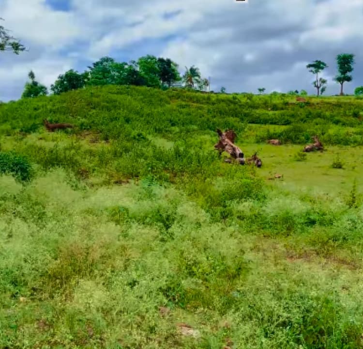 Land for sales