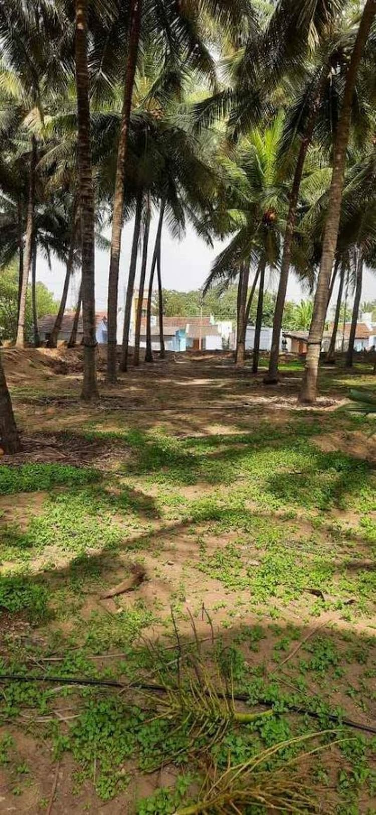 coconut farm land for sale