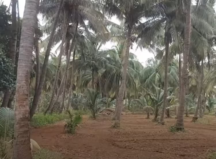 Land for sales