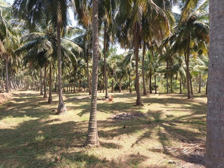 coconut farm for sale